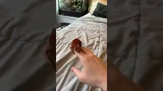 Handling your new gecko tips