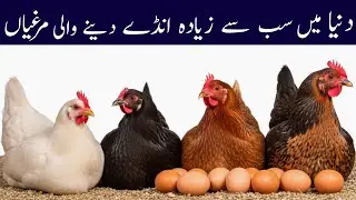 Which Chickens Most Eggs In The World | How Hens Are Raised Naturally for Egg | Eggs Laying Chickens