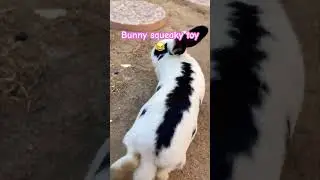 Bunny squeaky toy
