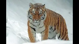 The Land of the Tiger: Mountains of Gods