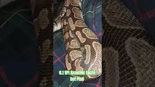 0.1 VPI Axanthic Enchi het Pied #vpi #axanthic #enchi #hetpied #viral #shorts #viralvideo #short