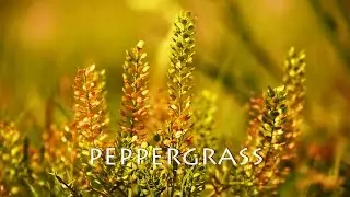 Backyard Survival: Peppergrass