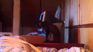 Нападение хищника )))