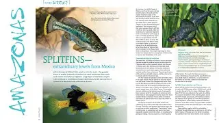 GOODEIDS OF NORTH AMERICA - AMAZONAS Magazine Inside Look - Volume 11, Number 2