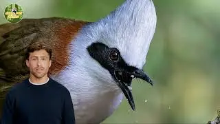White-crested Laughingthrush &ndash; The bird with the &ldquo;white crown&rdquo; and unmistakable laugh!