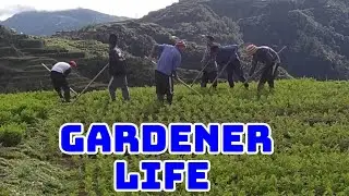 BUHAY NG GARDENERO AT BUGUAIS BENGUET PHILIPPINES #BINA#GARDEN#TRAVEL