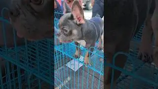 French Bulldog | Grotto Pet Market | San Jose Del Monte Bulacan #animals #dog #dogs #doglover