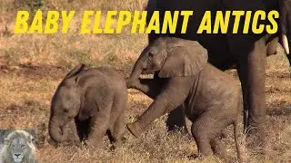 Cute Baby Elephants - Kruger National Park