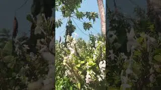 love the flowers#ytshorts #yt #naturephotography #trending #flowers #flower