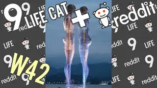 9life cat + reddit gifs: Best Week 42 2015