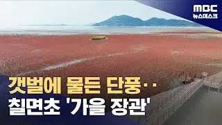선홍빛으로 물든 갯벌‥칠면초 '절정' (2024.10.19/뉴스데스크/MBC)