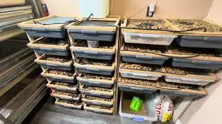 Check out our rodent breeding process - Reptile Bros