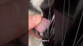 Cool cat tongues 👅 #vetnurse #vettech #vettechlife #veterinaria #veterinarian #catshorts #cats