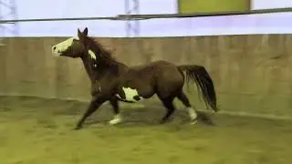 Sooo Happy Horse 😂😂😂 #horse #horselife #horses #happiness