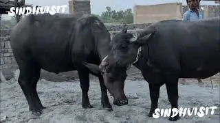 Kundi Buffalo 🐃 / sindh / Pakistan / nahotodairyfarm/umarkot/cattleworld/#sindhvisit 