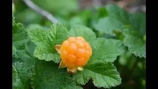 Amazing Cloudberry Fruit Plant