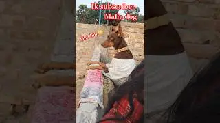 Mafia dog aura ☠️👿#doberman #dog #trending #shortvideo #shorts #dogshorts #doglove