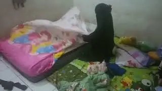 Kehidupan irt di rumah kontrakan||bberes kasur ganti seprei