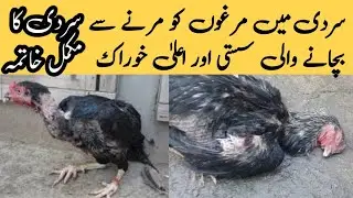 Aseel Chicks & Margo ko Sardi Sy Marny Sy Bechye | Winter Care Aseel Chicks | AlFatahVlogs #Aseel 