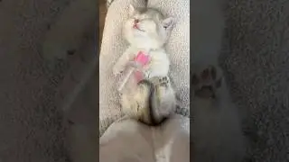 Kitten Lovers Rejoice The Secret to Maximum Cuteness💕😻 #cat #pets #pets #kitten #cute