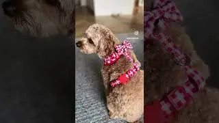 Pet Air Tag Holders for Dogs & Cats by Coco & Pud