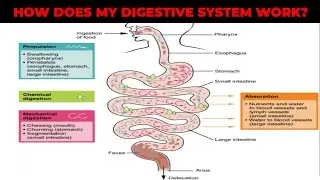 HOW DOSE MY DIGESTIVE SYSTEM WORK?