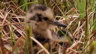 Compilation of the Curlew nest at Longshaw Estate, Peak District | Springwatch 2025