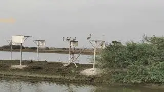 kolleru sarasu