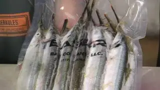 Fly Zone Fishing Bait selection