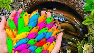 Catch Stranger Freshwater Aquarium Fish In Giant Colorful Egg, Eel, Goldfish, Discus, Catfish,Turtle