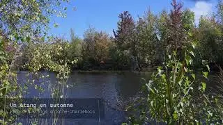 🎧 A Pond in Autumn - Fall - Ambient Soundscape 4K