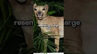 MYTHICAL NATURE WORLD The Thylacine - Tasmanian Tiger