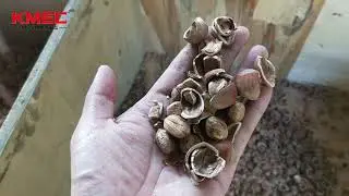 Hazelnut shelling machine