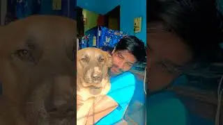 #cute #pets #I love dogs ❤️