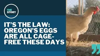 Yes, Oregon passed a law requiring all eggs to be cage-free. Here's what that means