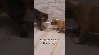 #щенокстаффа #стафф #коби #котипес