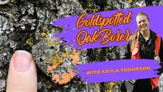 Goldspotted Oak Borer