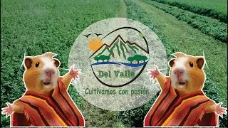 siembra de ALFALFA para la crianza de CUY