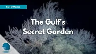 Gulf of Mexico: The Gulf's Secret Garden