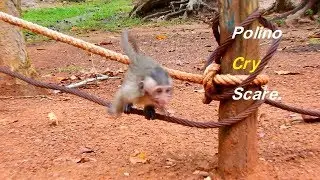 Baby monkey Polino cry scare Popeye abandon| Is mum trying to boot me out?
