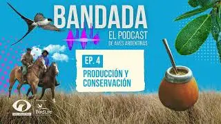 Bandada - El podcast de Aves Argentinas T. 01 EP 04 - Producci&oacute;n y conservaci&oacute;n