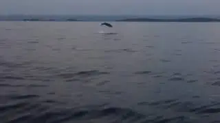 Delfine Kroatien, Brijuni Inseln 2.6.2018
