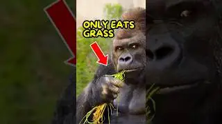 Почему гориллы такие накаченные😤