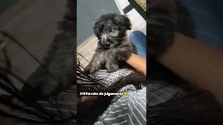 #cachorro #memedog  #cachorrosbrasil #dogshorts #memes #dogbrasil #engra&ccedil;ado #cachorro