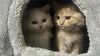 Amanda lovely days with her kittens🐈From Birth till 2 Months old🥰#Persiankittens#Thefurryfamily🥰