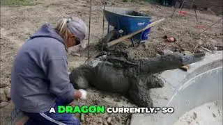 Jump Turtle Transformation: From Dragon to Delight! #shorts