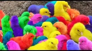 Catch chickens, colorful chickens, ducks, cats, roosters, cute rabbits, lobsters, guinea pigs, fish