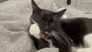 Tuxedo Cat Grooming Nap Time Sleepy Kitty Sleepy Cat Pretty Kitty Tuxedo Cat Videos Funny Cat Videos