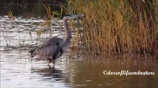 Great Blue Heron's Bad Hair Day #greatblueheron