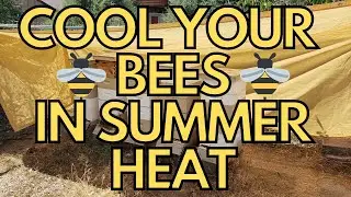 How To Keep Honey Bees Cool in Hot July and August Triple Digit Heat